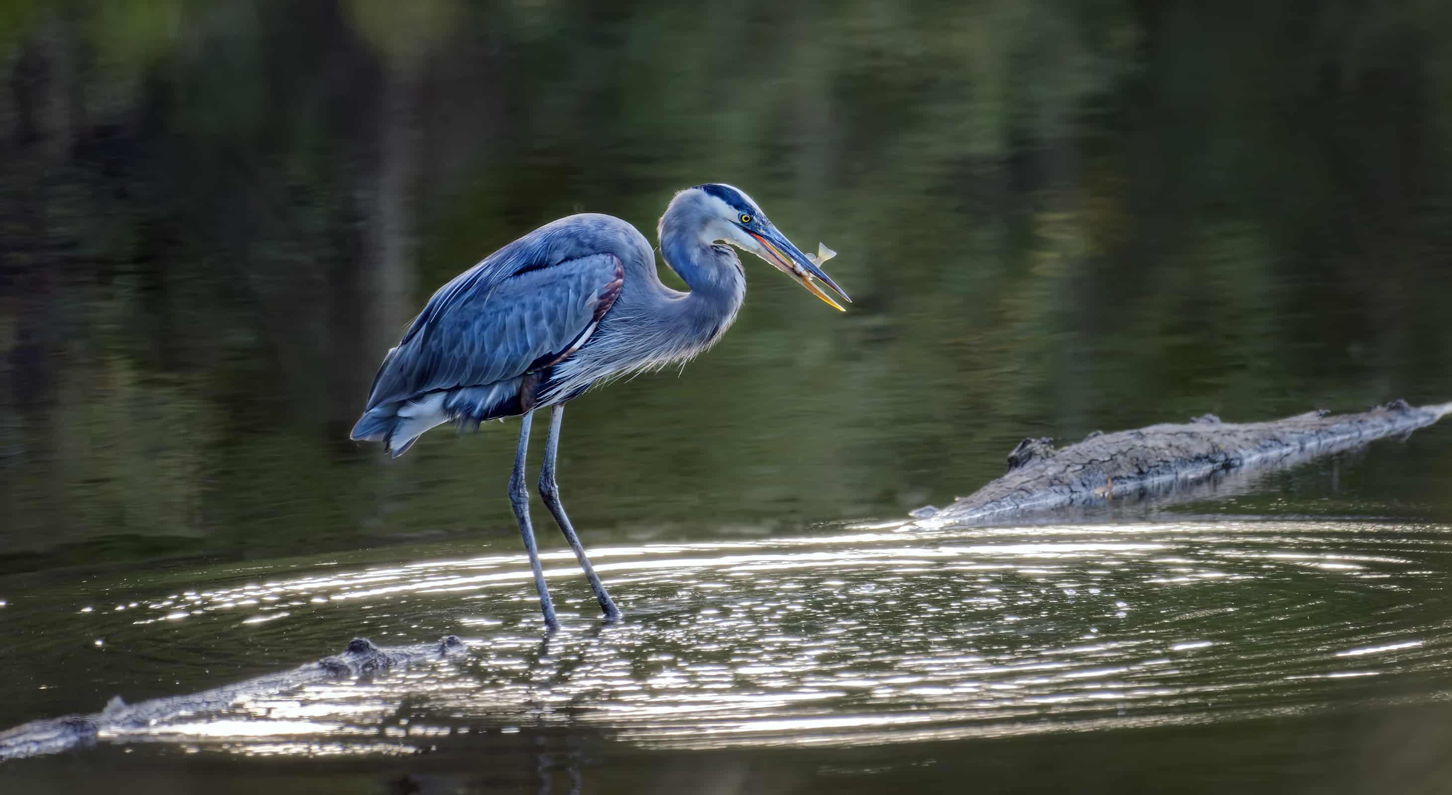 Catch a glimpse of a Blue Heron while bird watching near Chesapeake Bay